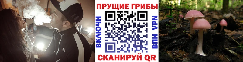 купить наркотики сайты  Печора  Псилоцибиновые грибы ЛСД 